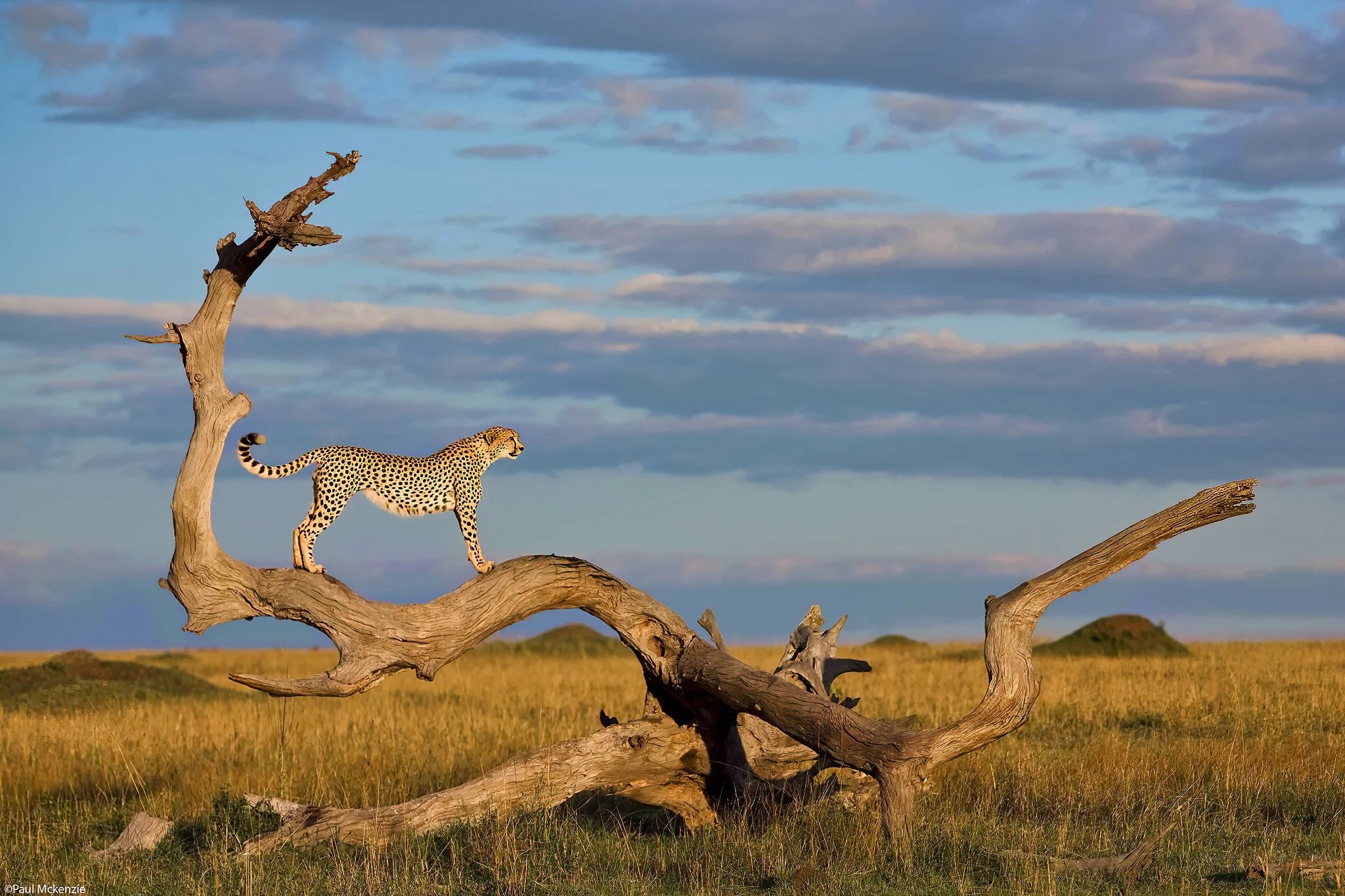 Cheetah perched on fallen tree surveying the Mara plains
