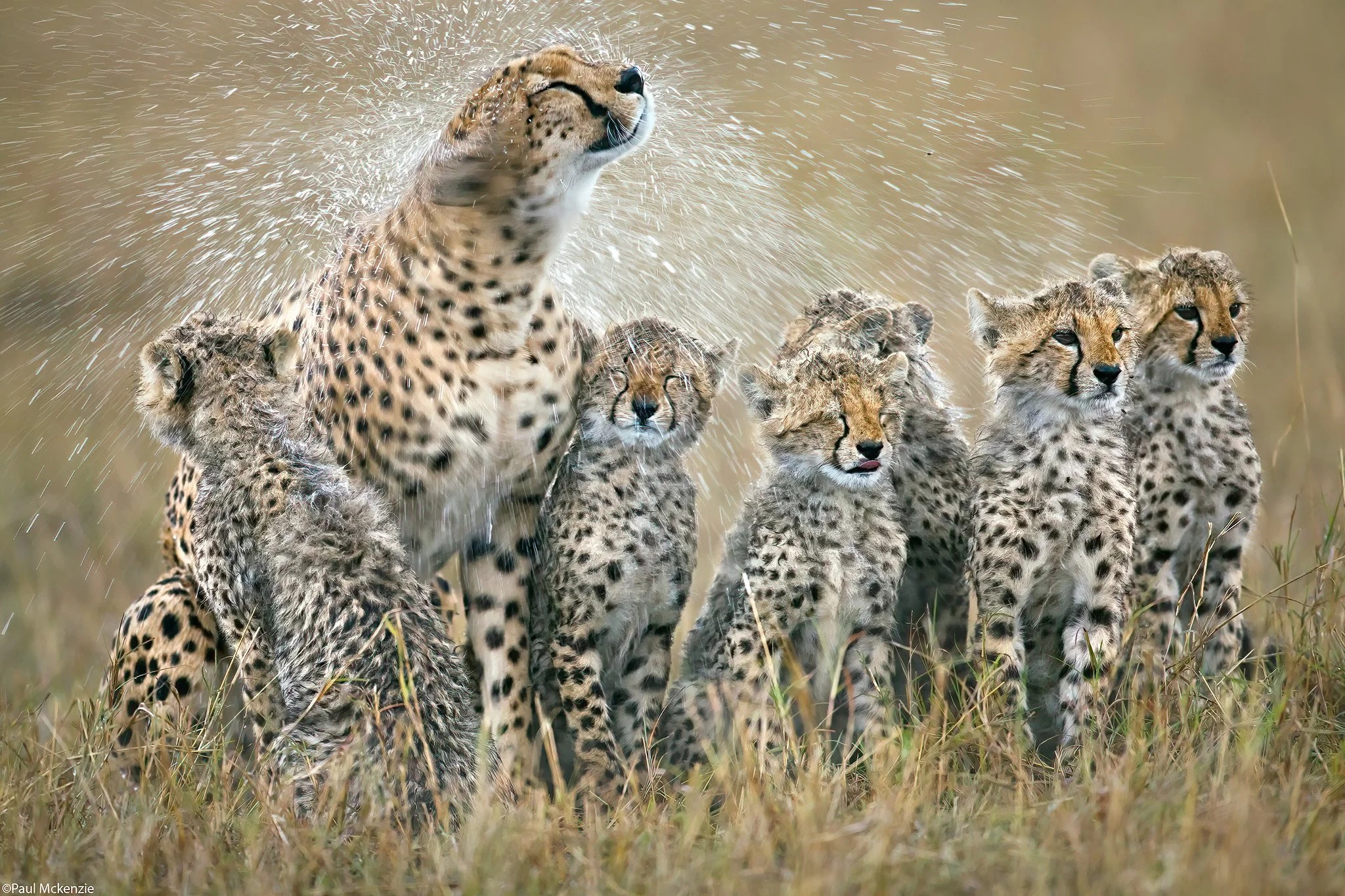 Cheetah mother with cubs shaking off rain