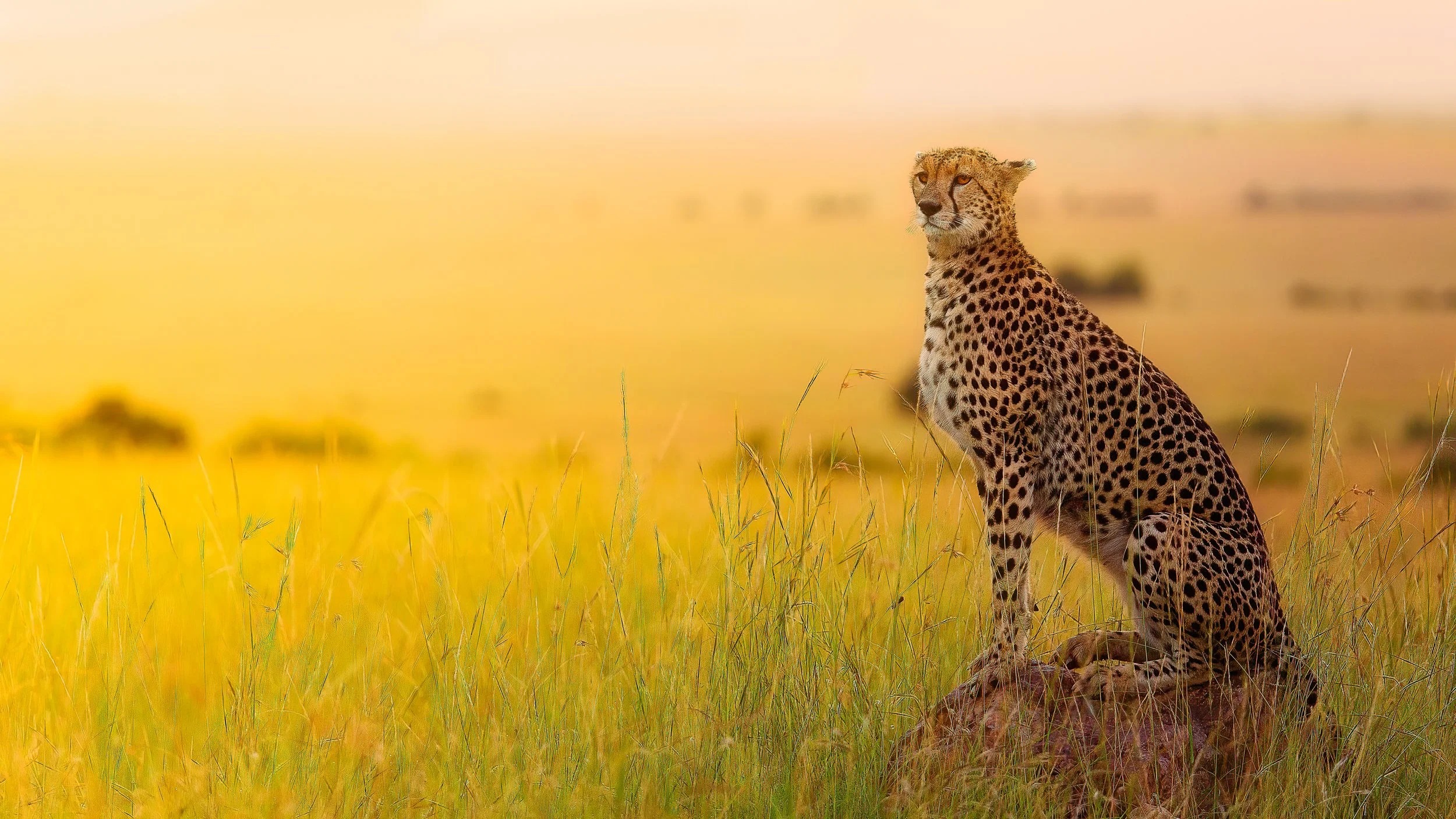 Cheetah on the Mara at golden hour