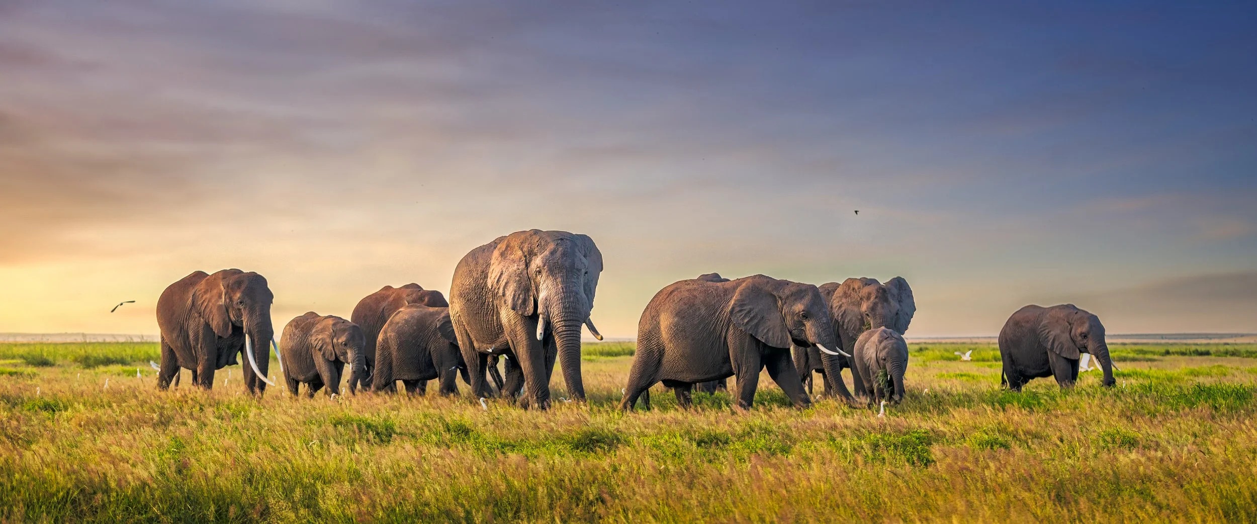 Elephant herd on the open Mara at dusk