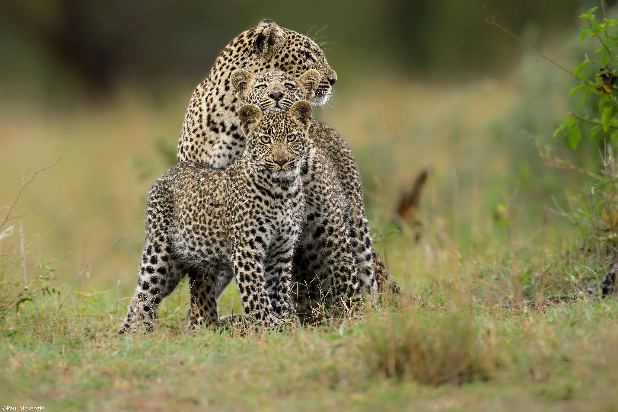 Leopard mother and cubs in the Maasai Mara